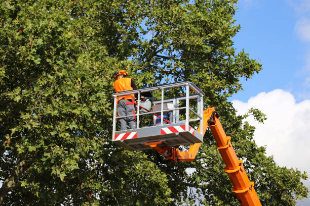 Tree Root Removal in Redland, TX